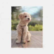 Maak Je Eigen Huisdier Foto Aangepaste Foto