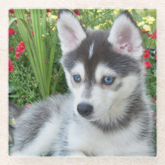 Maak Je Eigen Huisdier Foto Aangepaste Foto Glazen Onderzetter