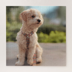 Maak Je Eigen Huisdier Foto Aangepaste Foto Legpuzzel