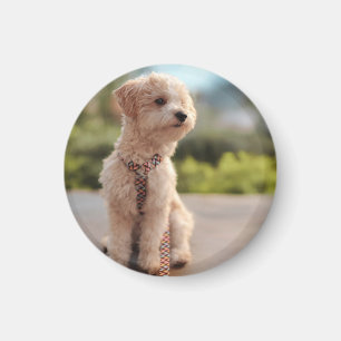Maak Je Eigen Huisdier Foto Aangepaste Foto Magneet