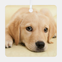 Maak Je Eigen Huisdier Foto Aangepaste Foto