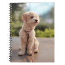 Maak Je Eigen Huisdier Foto Aangepaste Foto