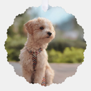Maak Je Eigen Huisdier Foto Aangepaste Foto Ornament Kaart