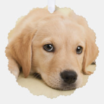 Maak Je Eigen Huisdier Foto Aangepaste Foto