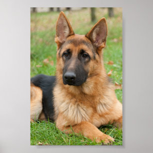 Maak Je Eigen Huisdier Foto Aangepaste Foto Poster