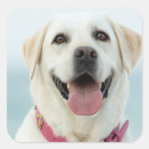 Maak Je Eigen Huisdier Foto Aangepaste Foto Vierkante Sticker