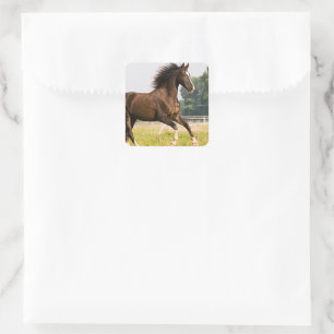 Maak Je Eigen Huisdier Paard Foto Aangepaste Foto Vierkante Sticker