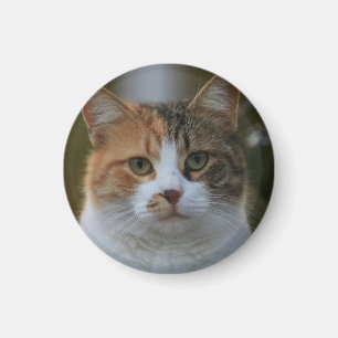 Maak Je Eigen Kattenhuisdier Foto Aangepaste Foto Magneet
