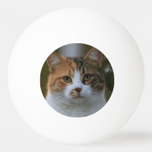 Maak Je Eigen Kattenhuisdier Foto Aangepaste Foto Pingpongballen