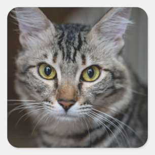 Maak Je Eigen Kattenhuisdier Foto Aangepaste Foto Vierkante Sticker
