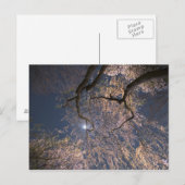 Maan over kersenbloesems briefkaart (Voorkant / Achterkant)