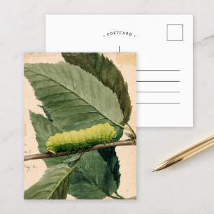 maanrups Abbott Handerson Thayer Briefkaart