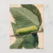 maanrups | Abbott Handerson Thayer Briefkaart (Voorkant)