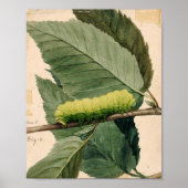 maanrups | Abbott Handerson Thayer Poster (Voorkant)