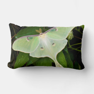 Maanvlinder op Carnaby Clematis Kussen