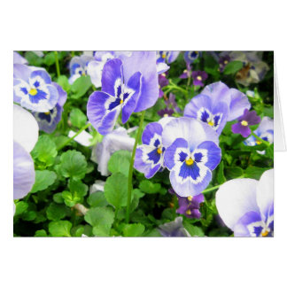 Maart Pansies