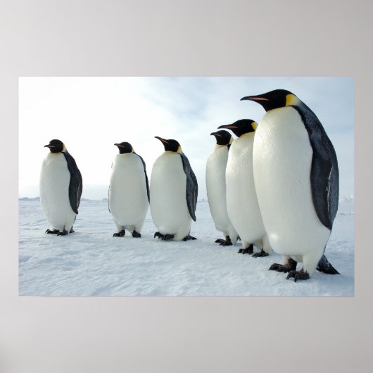 Maart van de pinguïns poster (Voorkant)