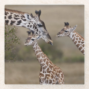 Maasai Giraffe (Giraffe Tippelskirchi) Glazen Onderzetter
