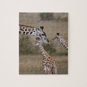 Maasai-giraffe (Giraffe tippelskirchi) Legpuzzel