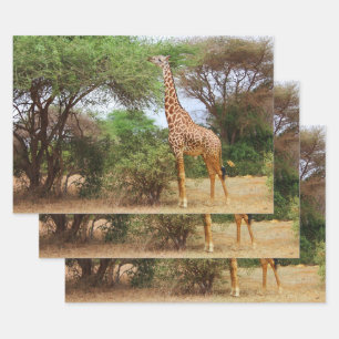 Maasai Giraffe Inpakpapier Vel