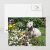 Mac, West Highland White Terrier Westie Briefkaart (Voorkant / Achterkant)