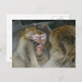 Macaca sylvanus briefkaart (Voorkant / Achterkant)