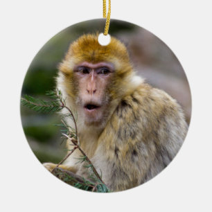 Macaca sylvanus keramisch ornament