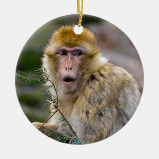 Macaca sylvanus keramisch ornament (Voorkant)