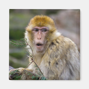 Macaca sylvanus magneet