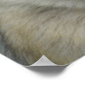 Macaca sylvanus poster (Hoek)