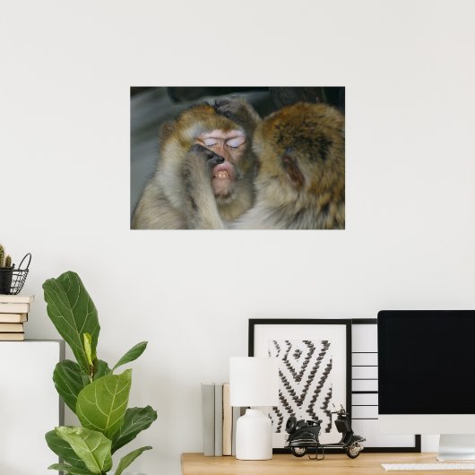 Macaca sylvanus poster (Thuiskantoor)