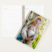 Macaque à longue queue (Devant avec enveloppe)