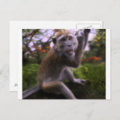 Macaque Briefkaart (Voorkant / Achterkant)