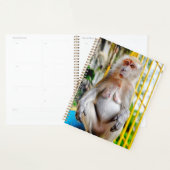 Macaque crabier (Devant avec enveloppe)