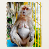 Macaque crabier (Devant)