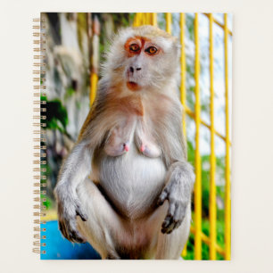 Macaque crabier