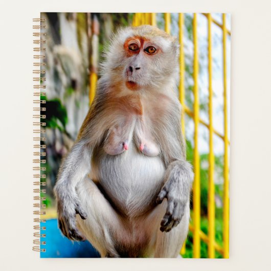 Macaque crabier (Devant)