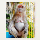 Macaque crabier (Dos)