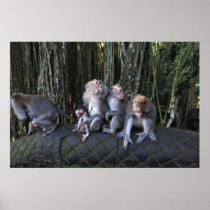Macaque familie poster