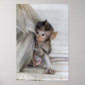Macaque Monkey Poster (Voorkant)