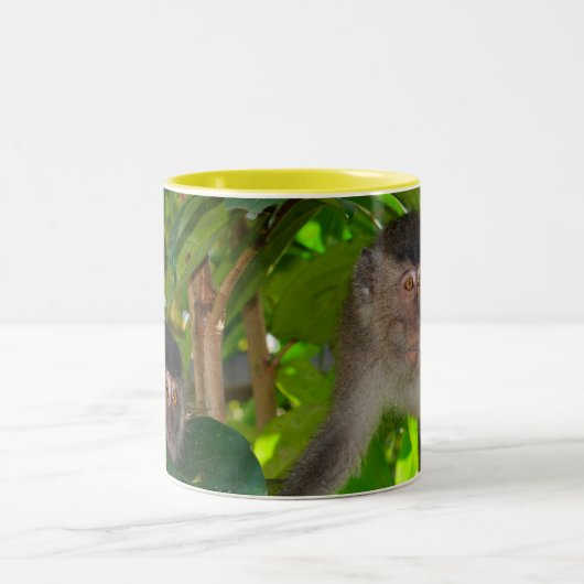 Macaque Monkeys mok (Center)