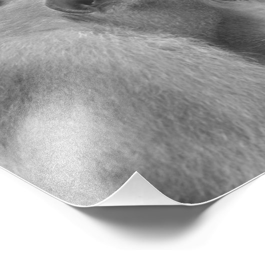 Macaques à queue de porc - Photo Impression (Coin)