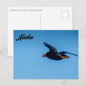 Macareux cornu en vol Carte postale d'Alaska (Devant / Derrière)