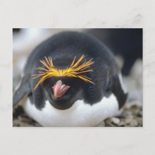 Macaroni Penguin Flop Briefkaart (Voorkant)