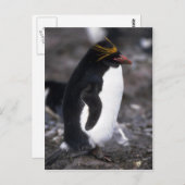 Macaroni Penguin Standing Erect Briefkaart (Voorkant / Achterkant)