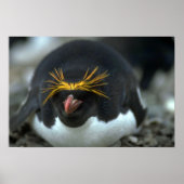 Macaroni Penguin , vergadering over eieren Poster (Voorkant)