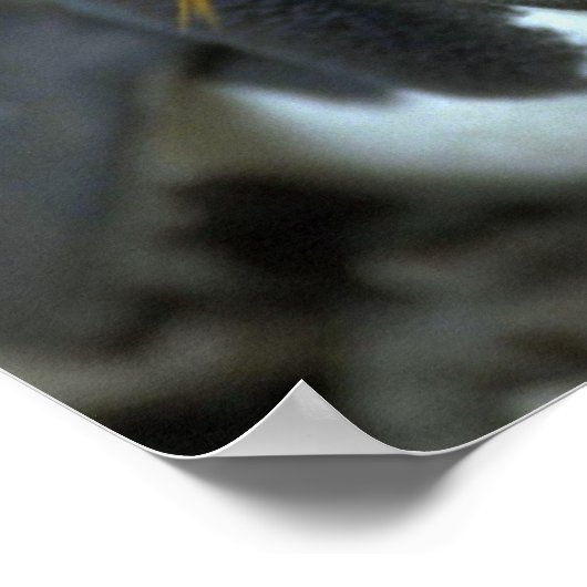 Macaroni Penguin , vergadering over eieren Poster (Hoek)