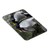 Macaroni Penguins, Zuid-Georgië Magneet (Rechterzijde)