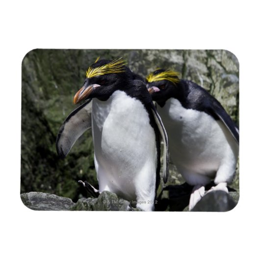 Macaroni Penguins, Zuid-Georgië Magneet (Horizontaal)