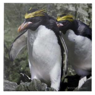 Macaroni Penguins, Zuid-Georgië Tegeltje
